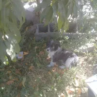 فروش ۲عدد پاکوتای ماده پشم الو