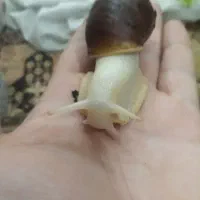 حلزون البینو