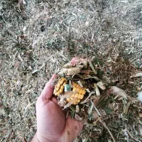 ذرت علوفه ای بسته بندی شده درجه یک امسالی
