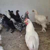 مرغ و خروس گلین و لاری و برهما و لهستانی و مرندی