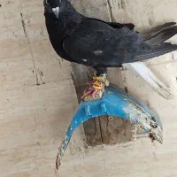 پرنده