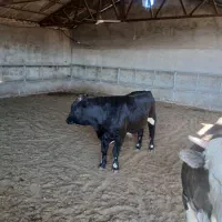 گوساله نر چاق