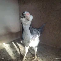 جوجه و مرغ  گلین لری