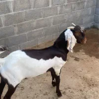 کهره نر پاکستانی  دوگ درجه یک جفت