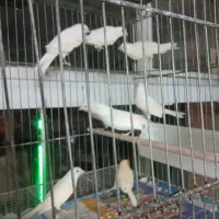 قناری سوپروموزاییگی|پرنده|قم, زند آباد|دیوار