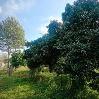 210متر احمدسرگوراب زیبا با پروانه ساخت|فروش زمین و ملک کلنگی|احمدسرگوراب, |دیوار