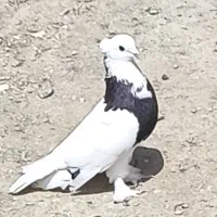 کفتر طوقی گره