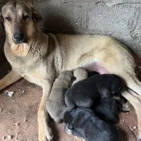 توله پژدر ماده فروشی