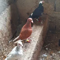 کبوتر دورگ