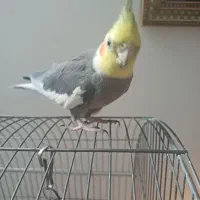 عروس هلندی نر سخنگو|پرنده|تهران, زاهد گیلانی|دیوار