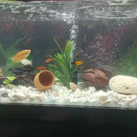 آکواریوم شیشه خم|ماهی|قزوین, |دیوار