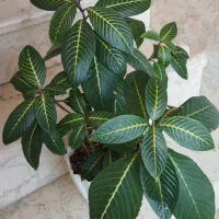 فروش گل و گیاه طبیعی|گل و گیاه طبیعی|جهرم, |دیوار