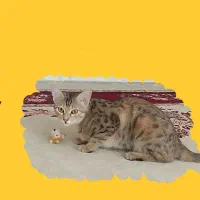 گربه گمشده  مژدگانی عالی