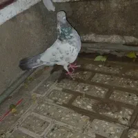 کبوتر تهرانی