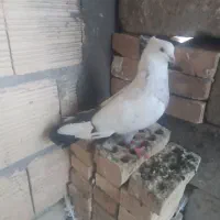 دم سبز ،یهودی سیاه ،دوکت سیاه المانی|پرنده|شوشتر, |دیوار