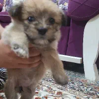 فروش توله سگ شیتزو کراس