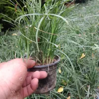 چمن یال اسبی