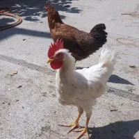 خروس و فریک