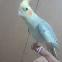 عروس هلندی دستی سخنگو بازی گوش