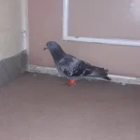 سبز پولکی|پرنده|سبزوار, قصبه شرقی|دیوار