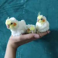 عروس هلندی و کوتوله معاوضه با مرغ عشق فنچ