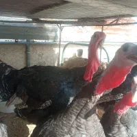 بوقلمون نر مرغ و خروس