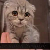 اسکاتیش فولد