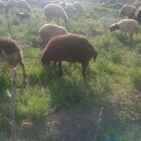 بره هترو بامدرک خون گرفته شده کیلو امیلیون