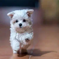 اماده سرپرستی سگ اپارتمانی