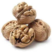 نهال گردو دیررس مقاوم پرمحصول