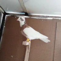 کبوتر،طوق زرد،خال سیاه