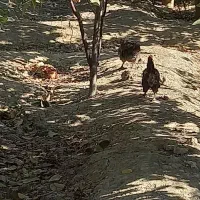 ۱۴ عدد مرغ تخم گذار سالم|حیوانات مزرعه|شاهدشهر, |دیوار