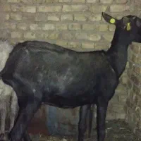 میش گله .غوریت گلابی.مورسیا وارداتی