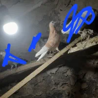 دوتا جوجه زرد تضمینی