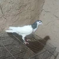 کفتر