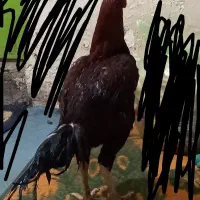 خروس دشتیاری اصل افغان|حیوانات مزرعه|بم, |دیوار