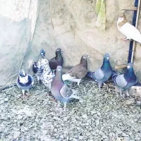 کبوتر
