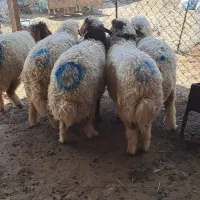 کاور  ماده داشتی