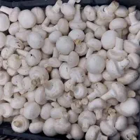 فروش قارچ به قیمت تولیدی|خوردنی و آشامیدنی|شوشتر, |دیوار