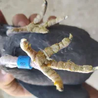 بزک سیاه سینه سفید جوجه|پرنده|گراش, |دیوار