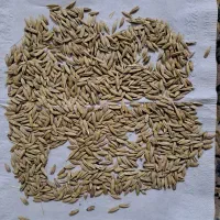 جو سیاه دیم بذری
