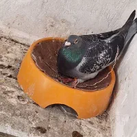 یک جفت کبوتر پلاکی