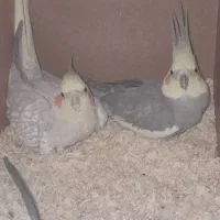 جفت عروس هلندی مولد با جوجه