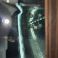 فایتر نژاد قوی