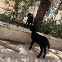 بره سالم