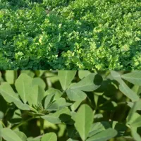 سبزی خوردنی