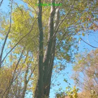 خرید انواع درخت و چوب