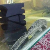 سه عدد ماهی|ماهی|رفسنجان, |دیوار