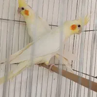 شلنگ هدرولینگ ریو|قطعات یدکی و لوازم جانبی|باسمنج, |دیوار