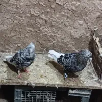 کوهی دم سفید شامی دم سفید شیرازی